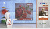 زرشک خراسان جنوبی؛ داروخانه‌ای طبیعی با ۹۸ درصد تولید جهانی