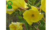 رفع خشکی و ترک های پوستی با گل مغربی