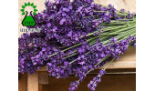 اسطوخودوس و تاثیرات آن بر سیستم ایمنی بدن