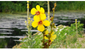 گیاهی مفید برای ریه