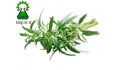تشریح اثرات ضدالتهابی و ضد درد گیاه مرزه خوزستانی