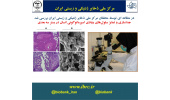 جداسازی و تمایز سلولهای بنیادی اسپرماتوگونی انسان در بستر سه بعدی