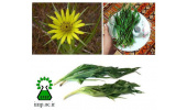 گیاه شنگ راهی برای التیام زخم پوست