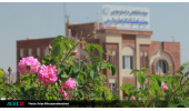 تکثیر بیش از۷۰۰۰ قلمه گل محمدی در مجتمع تحقیقات گیاهان دارویی جهاددانشگاهی خراسان جنوبی