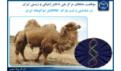 موفقیت مرکز ملی ذخایر ژنتیکی و زیستی ایران در شناسایی و ثبت بارکد DNA شتر دوکوهانه ایران