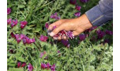 ایجاد رشته گیاهان دارویی در مرکز علمی کاربردی جهاددانشگاهی لرستان