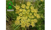 رازیانه گیاهی برای کاهش خطر ابتلا به سرطان