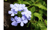 خاصیت ضد سرطانی گیاه پروانش