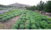 برگزاری رویداد استارت ‎آپی گیاه دارویی مرزه خوزستانی