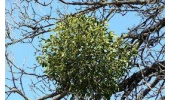 رفع التهاب کبد با دارواش