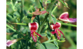 بهبود بیماری های پوستی با خارشتر