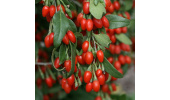درمان سستی لثه با دیوخار