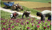 ایران دو برابر اروپا گیاه دارویی دارد