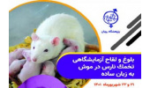 دومین کارگاه بلوغ و لقاح آزمایشگاهی تخمک نارس در موش برگزار می شود