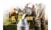 رکوردگیری از ۴۰۰ نمونه برای اجرای طرح آنالیز شیر در خراسان شمالی