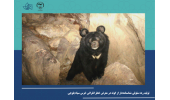 تولید رده سلولی شناسنامه‌دار از گونه‌ در معرض خطر انقراض خرس سیاه بلوچی/ امید برای احیای گونه‌های حیات وحش درمعرض خطر انقراض