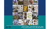 معرفی شش گونه جدید جنس زعفران از ایران