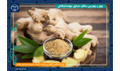 تولید نشاء استاندارد زنجبیل از طریق کشت بافت توسط پژوهشکده گیاهان دارویی جهاددانشگاهی