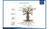 «درخت اجتماعی سلامت»؛ مدلی نوین برای ترسیم ابعاد چندگانه سلامت